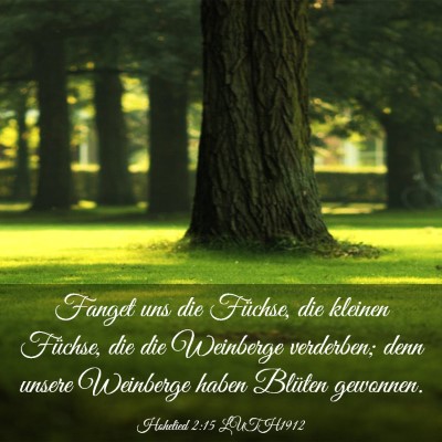 Picture 03 - Hohelied 2:15 LUTH1912 - Fanget uns die Füchse, die kleinen Füchse, die - Bible Verse Picture