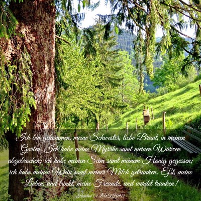 Picture 03 - Hohelied 5:1 LUTH1912 - Ich bin gekommen, meine Schwester, liebe Braut, - Bible Verse Picture