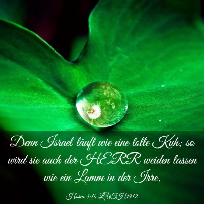 Picture 03 - Hosea 4:16 LUTH1912 - Denn Israel läuft wie eine tolle Kuh; so wird - Bible Verse Picture