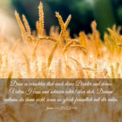 Picture 03 - Jeremia 12:6 LUTH1912 - Denn es verachten dich auch deine Brüder und - Bible Verse Picture