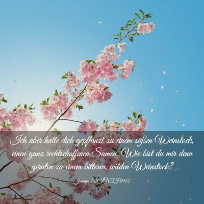 Picture 03 - Jeremia 2:21 LUTH1912 - Ich aber hatte dich gepflanzt zu einem süßen - Bible Verse Picture