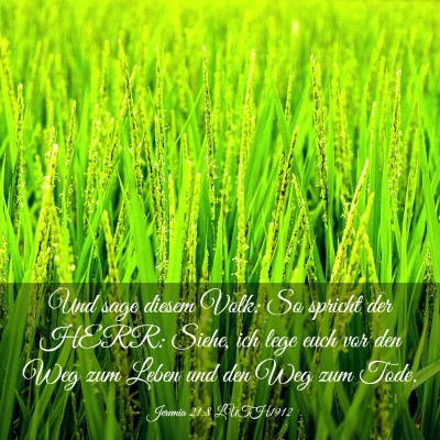 Picture 03 - Jeremia 21:8 LUTH1912 - Und sage diesem Volk: So spricht der HERR: Siehe, - Bible Verse Picture