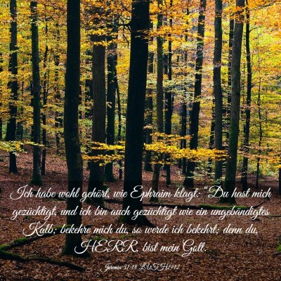 Picture 03 - Jeremia 31:18 LUTH1912 - Ich habe wohl gehört, wie Ephraim klagt: “Du - Bible Verse Picture