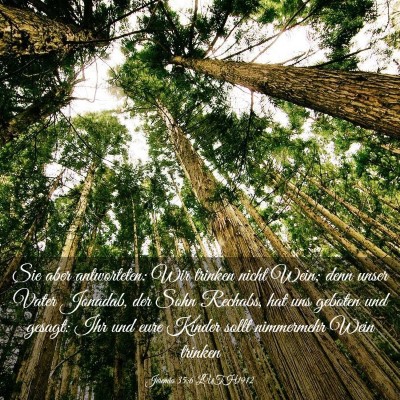 Picture 03 - Jeremia 35:6 LUTH1912 - Sie aber antworteten: Wir trinken nicht Wein; - Bible Verse Picture