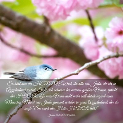 Picture 03 - Jeremia 44:26 LUTH1912 - So hört nun des HERRN Wort, ihr alle aus Juda, - Bible Verse Picture