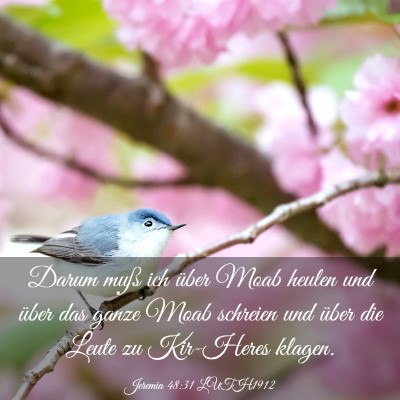 Picture 03 - Jeremia 48:31 LUTH1912 - Darum muß ich über Moab heulen und über das - Bible Verse Picture