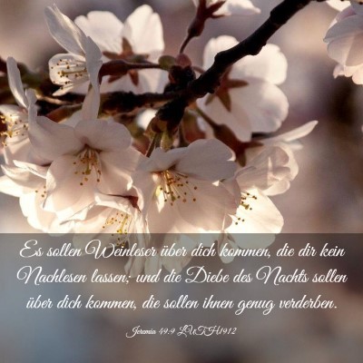 Picture 03 - Jeremia 49:9 LUTH1912 - Es sollen Weinleser über dich kommen, die dir - Bible Verse Picture