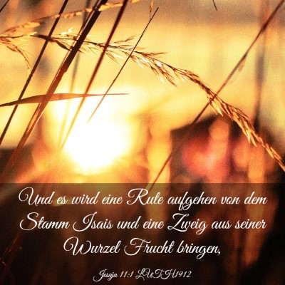 Picture 03 - Jesaja 11:1 LUTH1912 - Und es wird eine Rute aufgehen von dem Stamm - Bible Verse Picture