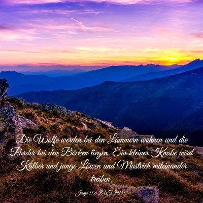 Picture 03 - Jesaja 11:6 LUTH1912 - Die Wölfe werden bei den Lämmern wohnen und die - Bible Verse Picture