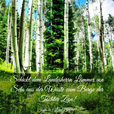 Picture 03 - Jesaja 16:1 LUTH1912 - Schickt dem Landesherrn Lämmer von Sela aus der - Bible Verse Picture