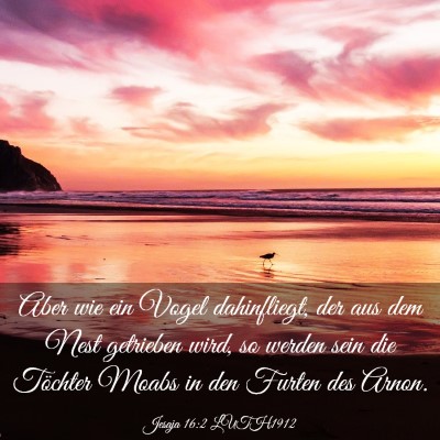 Picture 03 - Jesaja 16:2 LUTH1912 - Aber wie ein Vogel dahinfliegt, der aus dem Nest - Bible Verse Picture