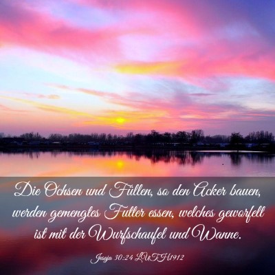 Picture 03 - Jesaja 30:24 LUTH1912 - Die Ochsen und Füllen, so den Acker bauen, - Bible Verse Picture