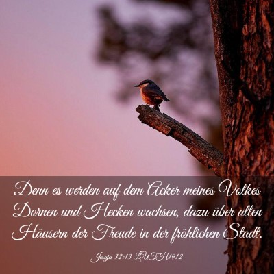 Picture 03 - Jesaja 32:13 LUTH1912 - Denn es werden auf dem Acker meines Volkes Dornen - Bible Verse Picture