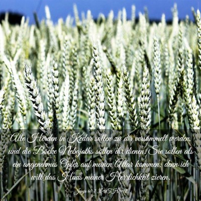 Picture 03 - Jesaja 60:7 LUTH1912 - Alle Herden in Kedar sollen zu dir versammelt - Bible Verse Picture
