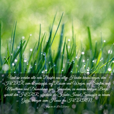 Picture 03 - Jesaja 66:20 LUTH1912 - Und sie werden alle eure Brüder aus allen Heiden - Bible Verse Picture