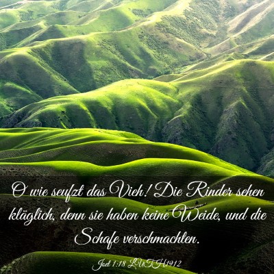 Picture 03 - Joel 1:18 LUTH1912 - O wie seufzt das Vieh! Die Rinder sehen - Bible Verse Picture
