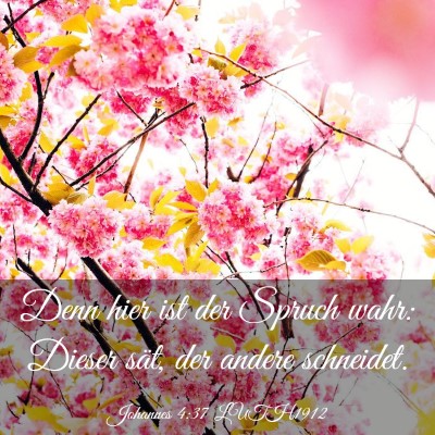 Picture 03 - Johannes 4:37 LUTH1912 - Denn hier ist der Spruch wahr: Dieser sät, der - Bible Verse Picture
