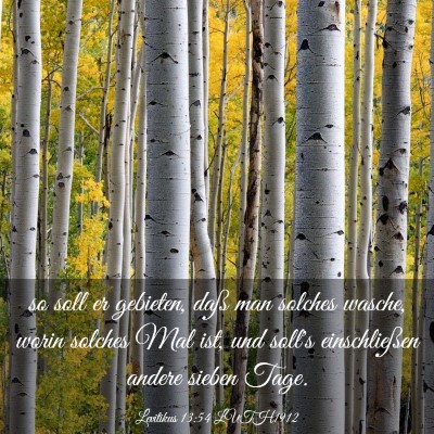 Picture 03 - Levitikus 13:54 LUTH1912 - so soll er gebieten, daß man solches wasche, - Bible Verse Picture