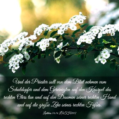 Picture 03 - Levitikus 14:14 LUTH1912 - Und der Priester soll von dem Blut nehmen vom - Bible Verse Picture