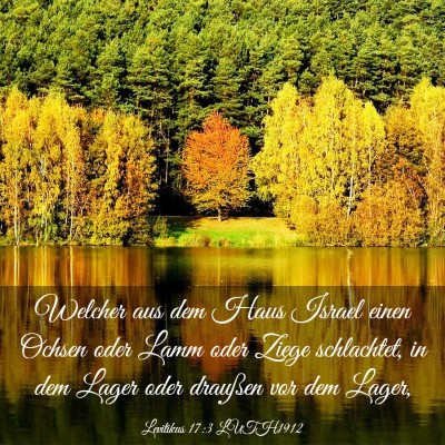 Picture 03 - Levitikus 17:3 LUTH1912 - Welcher aus dem Haus Israel einen Ochsen oder - Bible Verse Picture