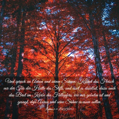 Picture 03 - Levitikus 8:31 LUTH1912 - Und sprach zu Aaron und seinen Söhnen: Kochet - Bible Verse Picture