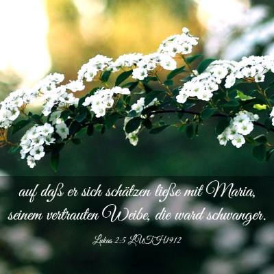 Picture 03 - Lukas 2:5 LUTH1912 - auf daß er sich schätzen ließe mit Maria, - Bible Verse Picture