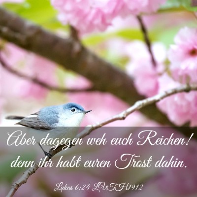 Picture 03 - Lukas 6:24 LUTH1912 - Aber dagegen weh euch Reichen! denn ihr habt - Bible Verse Picture