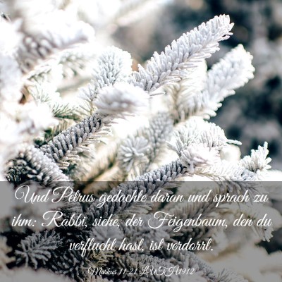 Picture 03 - Markus 11:21 LUTH1912 - Und Petrus gedachte daran und sprach zu ihm: - Bible Verse Picture
