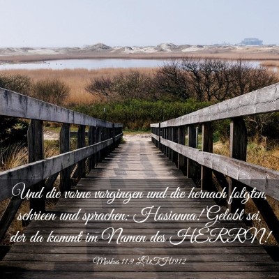 Picture 03 - Markus 11:9 LUTH1912 - Und die vorne vorgingen und die hernach folgten, - Bible Verse Picture