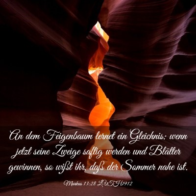 Picture 03 - Markus 13:28 LUTH1912 - An dem Feigenbaum lernet ein Gleichnis: wenn - Bible Verse Picture