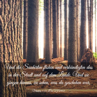 Picture 03 - Markus 5:14 LUTH1912 - Und die Sauhirten flohen und verkündigten das in - Bible Verse Picture