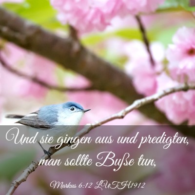 Picture 03 - Markus 6:12 LUTH1912 - Und sie gingen aus und predigten, man sollte - Bible Verse Picture