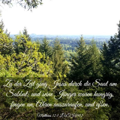 Picture 03 - Matthäus 12:1 LUTH1912 - Zu der Zeit ging Jesus durch die Saat am Sabbat; - Bible Verse Picture
