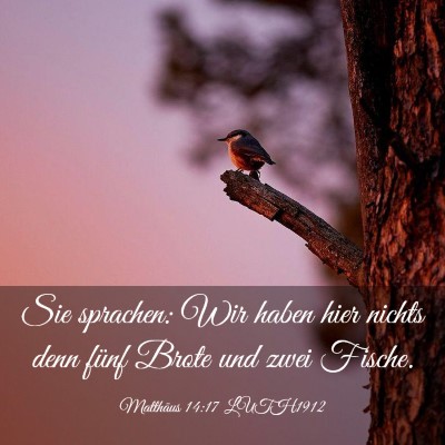 Picture 03 - Matthäus 14:17 LUTH1912 - Sie sprachen: Wir haben hier nichts denn fünf - Bible Verse Picture
