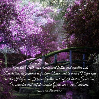 Picture 03 - Nehemia 8:16 LUTH1912 - Und das Volk ging hinaus und holten und machten - Bible Verse Picture