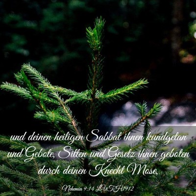 Picture 03 - Nehemia 9:14 LUTH1912 - und deinen heiligen Sabbat ihnen kundgetan und - Bible Verse Picture