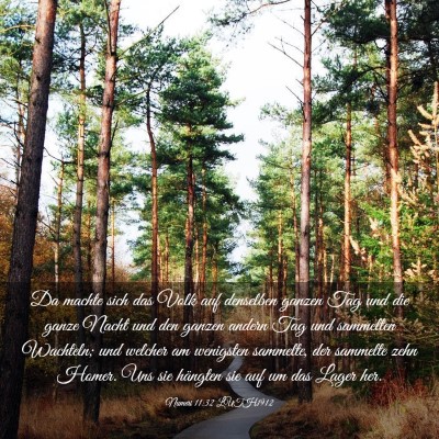 Picture 03 - Numeri 11:32 LUTH1912 - Da machte sich das Volk auf denselben ganzen Tag - Bible Verse Picture