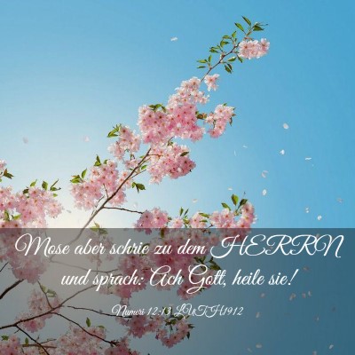 Picture 03 - Numeri 12:13 LUTH1912 - Mose aber schrie zu dem HERRN und sprach: Ach - Bible Verse Picture