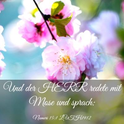 Picture 03 - Numeri 15:1 LUTH1912 - Und der HERR redete mit Mose und - Bible Verse Picture