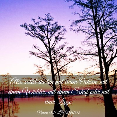 Picture 03 - Numeri 15:11 LUTH1912 - Also sollst du tun mit einem Ochsen, mit einem - Bible Verse Picture
