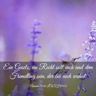 Picture 03 - Numeri 15:16 LUTH1912 - Ein Gesetz, ein Recht soll euch und dem Fremdling - Bible Verse Picture