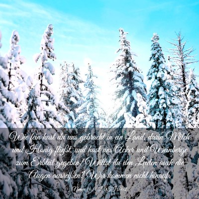 Picture 03 - Numeri 16:14 LUTH1912 - Wie fein hast du uns gebracht in ein Land, darin - Bible Verse Picture