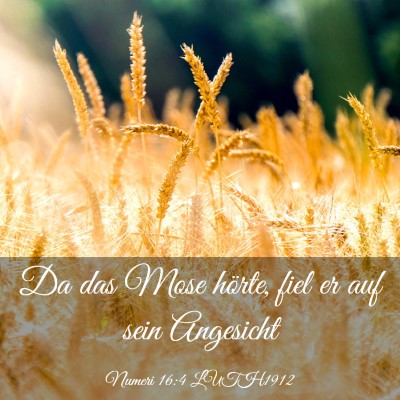 Picture 03 - Numeri 16:4 LUTH1912 - Da das Mose hörte, fiel er auf sein - Bible Verse Picture