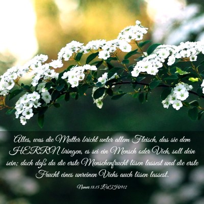 Picture 03 - Numeri 18:15 LUTH1912 - Alles, was die Mutter bricht unter allem Fleisch, - Bible Verse Picture