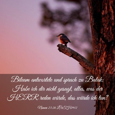 Picture 03 - Numeri 23:26 LUTH1912 - Bileam antwortete und sprach zu Balak: Habe ich - Bible Verse Picture