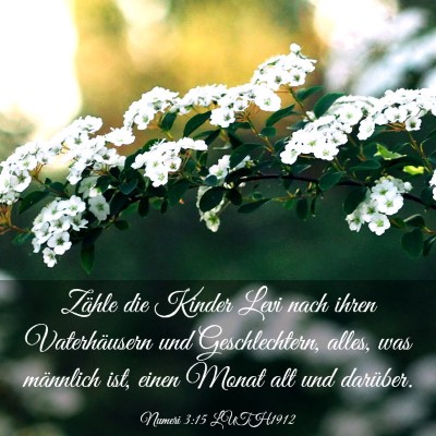 Picture 03 - Numeri 3:15 LUTH1912 - Zähle die Kinder Levi nach ihren Vaterhäusern - Bible Verse Picture