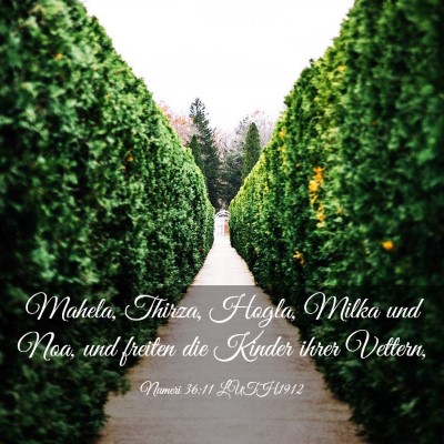 Picture 03 - Numeri 36:11 LUTH1912 - Mahela, Thirza, Hogla, Milka und Noa, und freiten - Bible Verse Picture