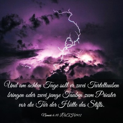 Picture 03 - Numeri 6:10 LUTH1912 - Und am achten Tage soll er zwei Turteltauben - Bible Verse Picture