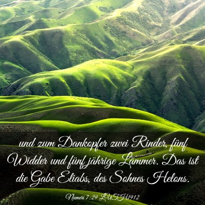 Picture 03 - Numeri 7:29 LUTH1912 - und zum Dankopfer zwei Rinder, fünf Widder und - Bible Verse Picture