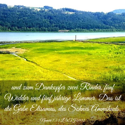 Picture 03 - Numeri 7:53 LUTH1912 - und zum Dankopfer zwei Rinder, fünf Widder und - Bible Verse Picture